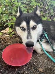 Found/Stray Male Dog last seen Buchanan high school, Clovis, CA 93619