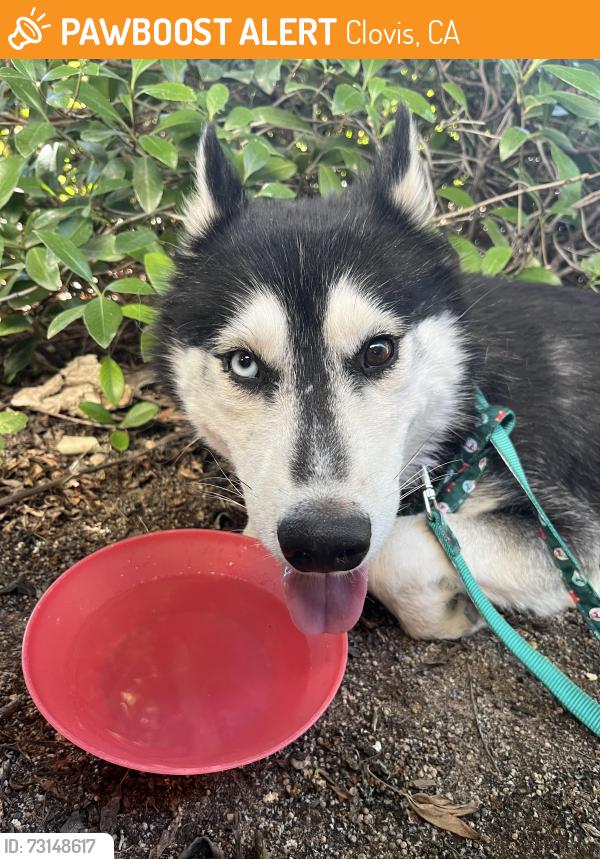 Found/Stray Male Dog last seen Buchanan high school, Clovis, CA 93619