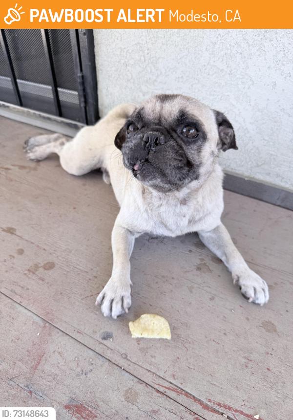 Found/Stray Male Dog last seen Modesto, Modesto, CA 95351