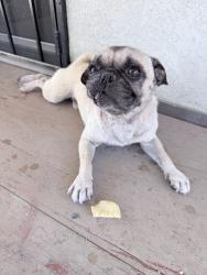 Found/Stray Male Dog last seen Modesto, Modesto, CA 95351