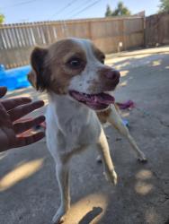 Reunited Male Dog last seen Garden Elementary School, Tulare, CA 93274