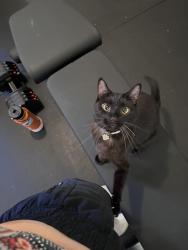 Lost Female Cat last seen Amapola Dr, Davis, CA 95616