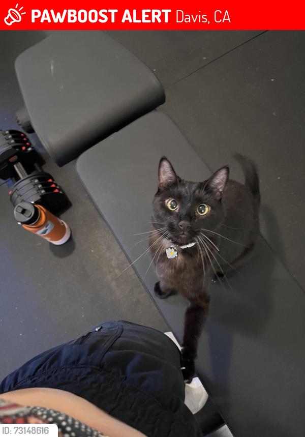 Lost Female Cat last seen Amapola Dr, Davis, CA 95616