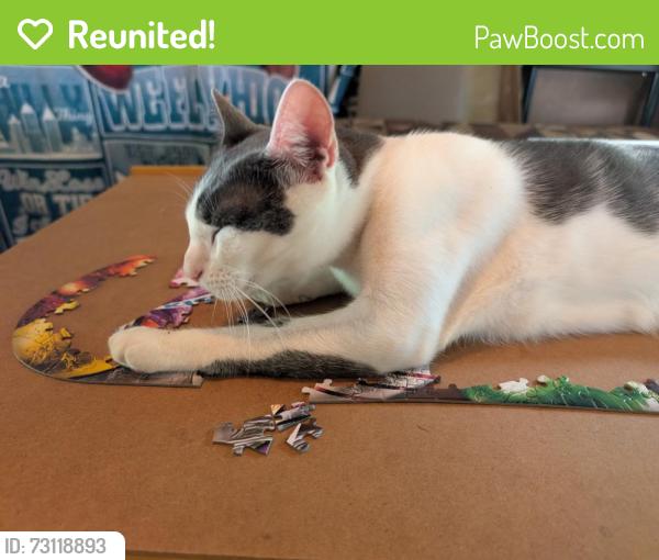 Reunited Male Cat last seen Ric raceway, Richmond, VA 23222