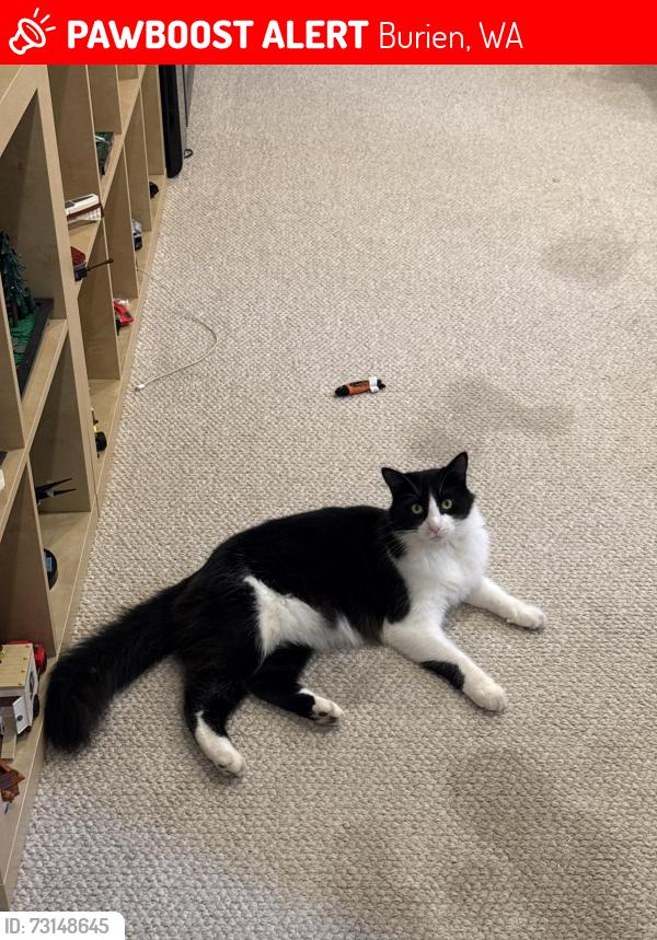 Lost Male Cat last seen 22nd avenue southwest between SW 152nd and SW 154th, Burien, WA 98166