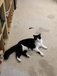 Lost Male Cat last seen 22nd avenue southwest between SW 152nd and SW 154th, Burien, WA 98166