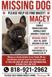 Reunited Female Dog last seen Parthenia st, Los Angeles, CA 91304