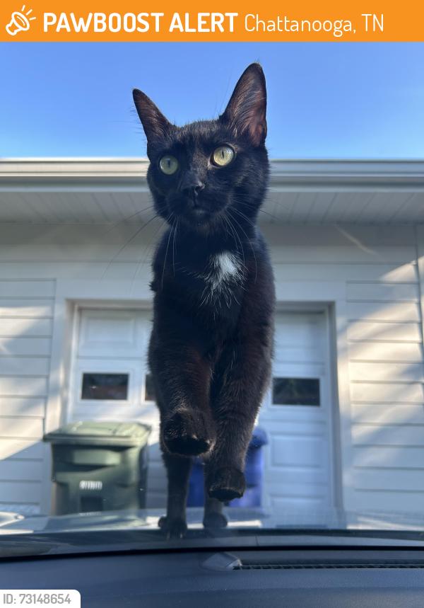 Found/Stray Unknown Cat last seen Hixson Pike/ Forest Highland Drive 37415, Chattanooga, TN 37415