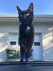Found/Stray Unknown Cat last seen Hixson Pike/ Forest Highland Drive 37415, Chattanooga, TN 37415
