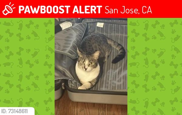 Lost Female Cat last seen Rebel Way & Howes Ln., San Jose, CA 95118