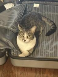 Lost Female Cat last seen Rebel Way & Howes Ln., San Jose, CA 95118