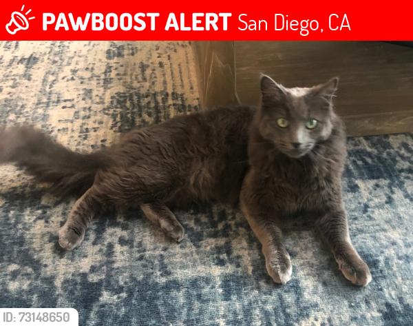Lost Male Cat last seen Camino De La Costa and Bellevue, San Diego, CA 92037