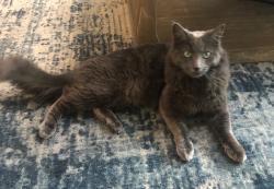 Lost Male Cat last seen Camino De La Costa and Bellevue, San Diego, CA 92037