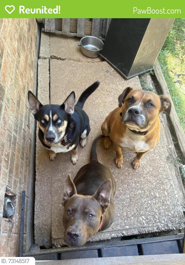 Reunited Male Dog last seen by hse, Tyler, TX 75709