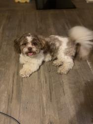 Reunited Male Dog last seen Horse creek Trl Middlesex, Johnston County, NC 27557