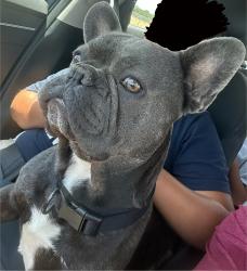 Lost Male Dog last seen July 11, 2026 in Visalia, CA 93291 near Pérez, Roeben., Visalia, CA 93291