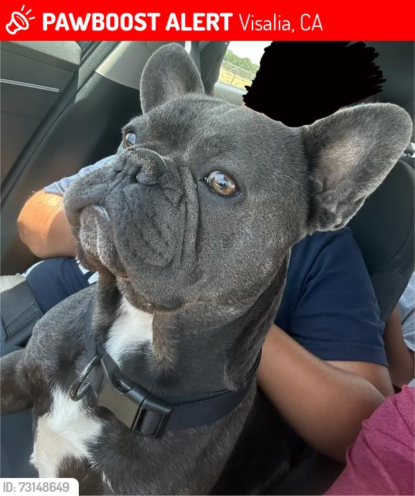 Lost Male Dog last seen July 11, 2026 in Visalia, CA 93291 near Pérez, Roeben., Visalia, CA 93291