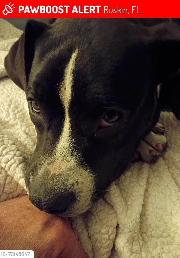 Lost Male Dog last seen Gulf city rd and us 41, Ruskin, FL 33570