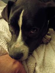 Lost Male Dog last seen Gulf city rd and us 41, Ruskin, FL 33570