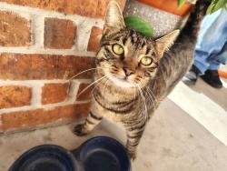 Lost Female Cat last seen Medina base Rd & Old Theater rod, San Antonio, TX 78242