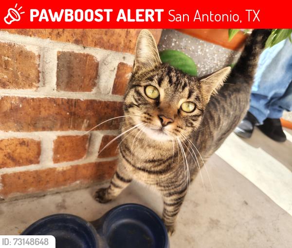 Lost Female Cat last seen Medina base Rd & Old Theater rod, San Antonio, TX 78242