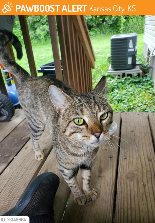Found/Stray Male Cat last seen Leavenworth and 74th street, Kansas City, KS 66101