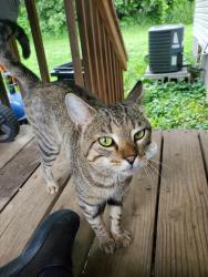Found/Stray Male Cat last seen Leavenworth and 74th street, Kansas City, KS 66101