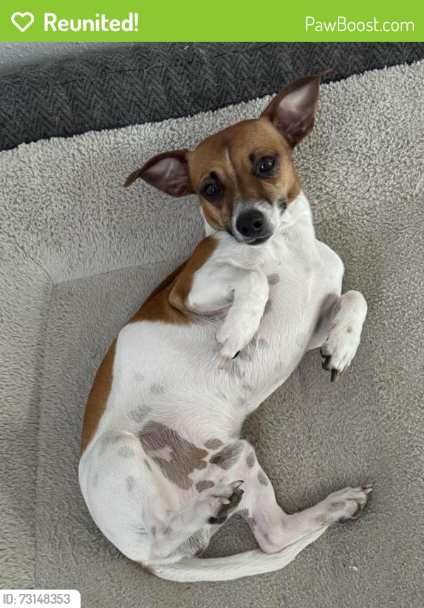 Reunited Male Dog last seen Harwin and S Greenpark Dr, next to Alief Clodine Rd, Houston, TX 77072