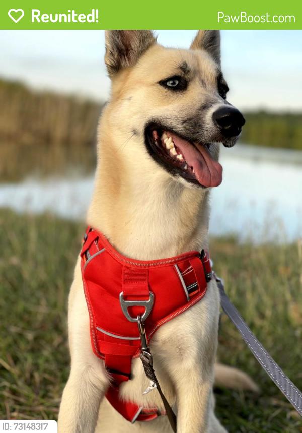 Reunited Female Dog last seen Harwin and S Greenpark Dr, next to Alief Clodine Rd, Houston, TX 77072