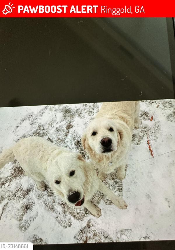 Lost Female Dog last seen Wimpy Road, Houston Valley Road, Bandy rd, Ringgold, GA 30736