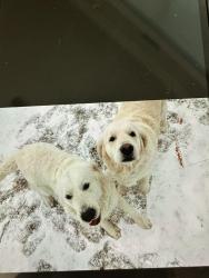 Lost Female Dog last seen Wimpy Road, Houston Valley Road, Bandy rd, Ringgold, GA 30736