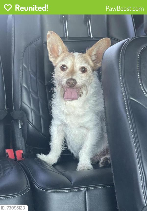 Reunited Male Dog last seen Olivewood elementary lake forest ca, Lake Forest, CA 92630