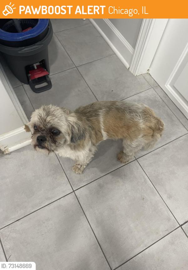Found/Stray Unknown Dog last seen Bloomingdale and Cicero, Chicago, IL 60639