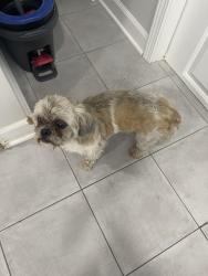 Found/Stray Unknown Dog last seen Bloomingdale and Cicero, Chicago, IL 60639