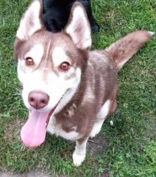 Found/Stray Female Dog last seen I65 South And Ridge Rd, Hobart, IN 46342