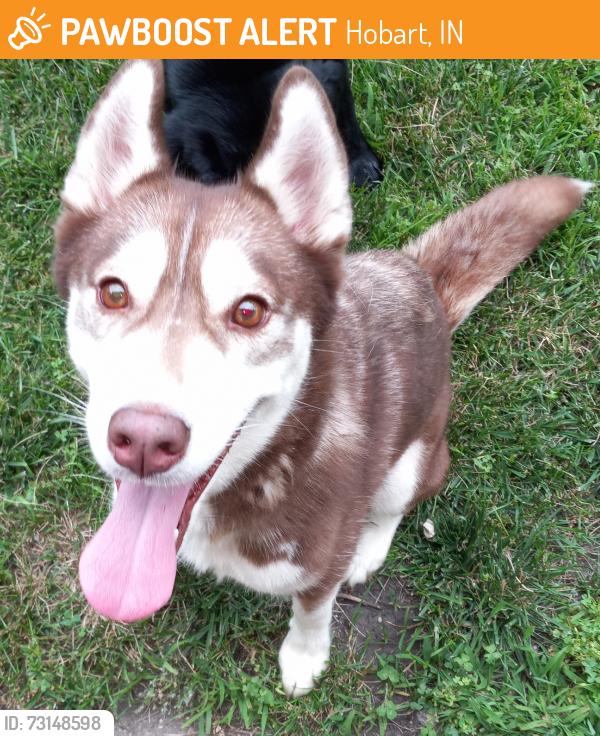 Found/Stray Female Dog last seen I65 South And Ridge Rd, Hobart, IN 46342