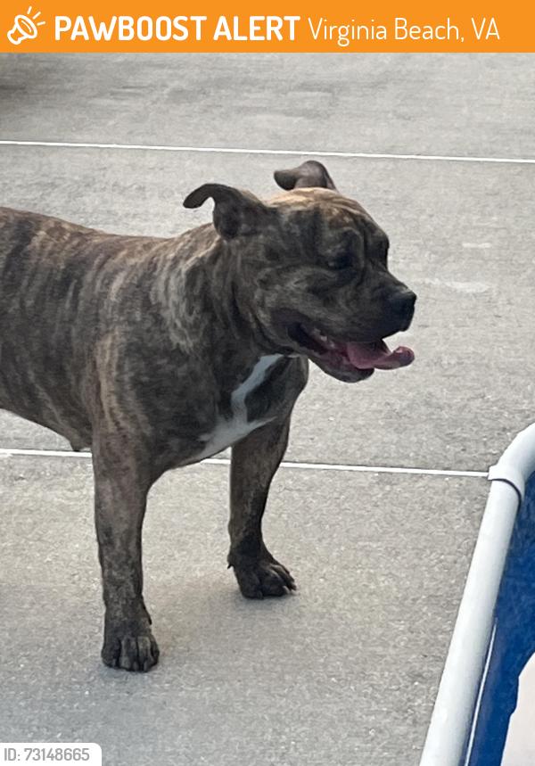 Found/Stray Female Dog last seen Elbow Rd & Margaret Drive, Virginia Beach, VA 23456