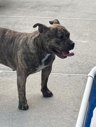 Found/Stray Female Dog last seen Elbow Rd & Margaret Drive, Virginia Beach, VA 23456