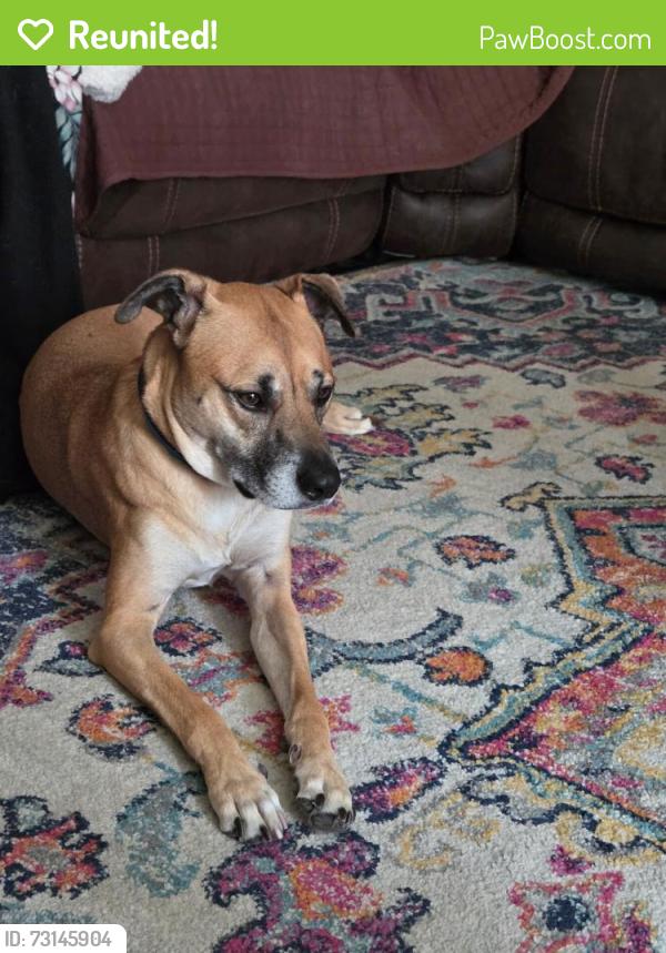 Reunited Male Dog last seen hayes elementary, Katy, TX 77450