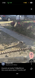 Found/Stray Male Cat last seen Luizienger High School, Hawthorne, CA 90250