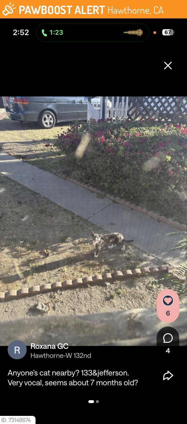Found/Stray Male Cat last seen Luizienger High School, Hawthorne, CA 90250