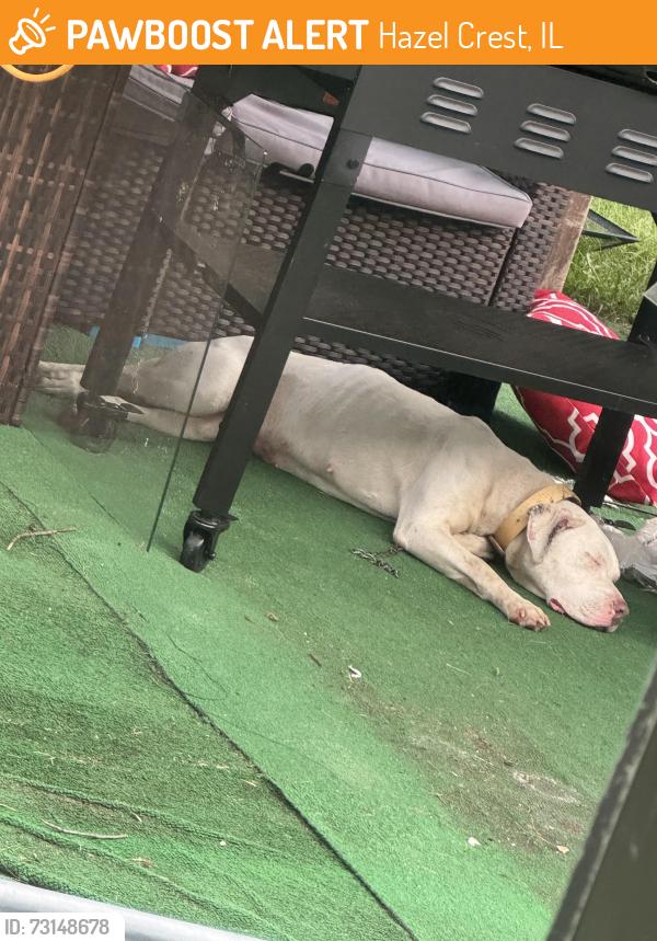 Found/Stray Female Dog last seen Between multiple yards with no fence, Hazel Crest, IL 60429