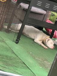 Found/Stray Female Dog last seen Between multiple yards with no fence, Hazel Crest, IL 60429