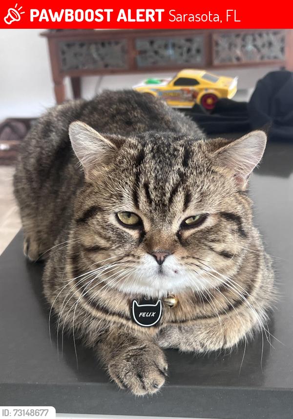 Lost Male Cat last seen Baccus avenue Sarasota, Sarasota, FL 34233