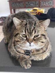 Lost Male Cat last seen Baccus avenue Sarasota, Sarasota, FL 34233