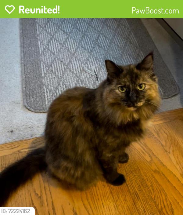 Reunited Female Cat last seen Fairway dr skagit golf and club, Burlington, WA 98233