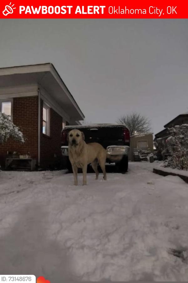 Lost Female Dog last seen e.g. Hargette st., Oklahoma City, OK 73102