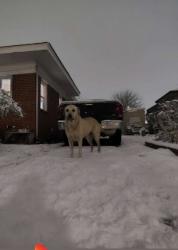 Lost Female Dog last seen e.g. Hargette st., Oklahoma City, OK 73102