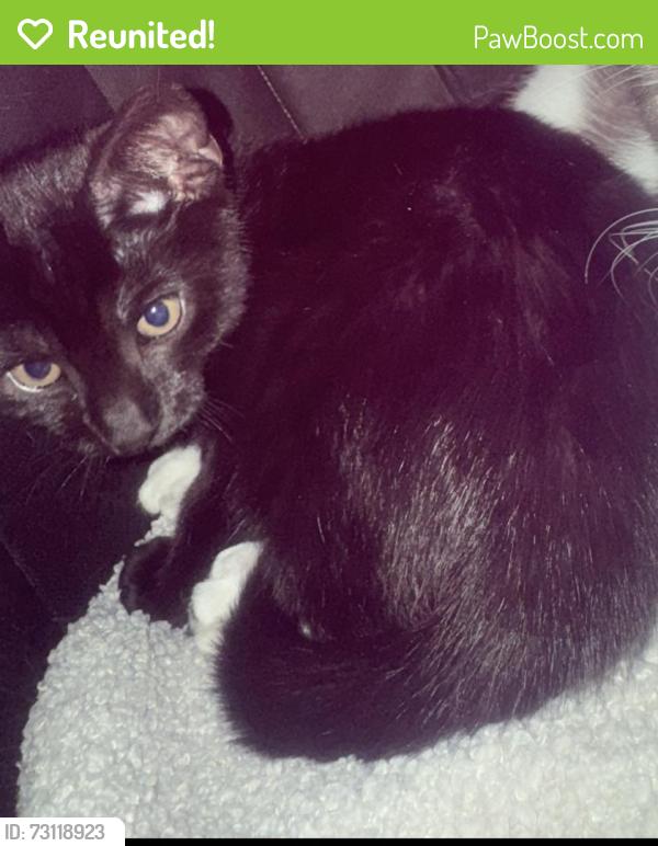 Reunited Male Cat last seen The square Castleford, West Yorkshire, England 