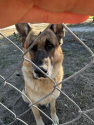 Lost Male Dog last seen Moorefield mile 6 1/2 rd mission tx, Hidalgo County, TX 78573